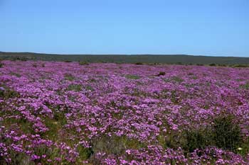 Viaje las flores de Namaqualand, Sudafrica Foto: Toni Nogales