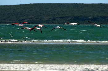 Flamencos, Viaje a Ciudad del Cabo, Sudafrica. Foto: Toni Nogales.