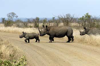 Rinocerontes en el Parque Kruger, Sudafrica. Foto: Toni Nogales