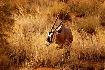 Elefante, Safari fotográfico en el Parque Kruger. Foto: Toni Nogales