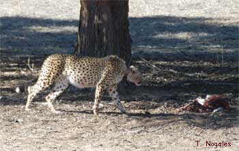 Guepardo Safari fotográfico en el Kalahari, Sudafrica Foto: Toni Nogales