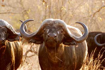 Jirafa, viajes a Sudafrica. Foto: Toni Nogales