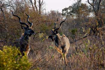 Rinocerontes en el Parque Kruger, Sudafrica. Foto: Toni Nogales