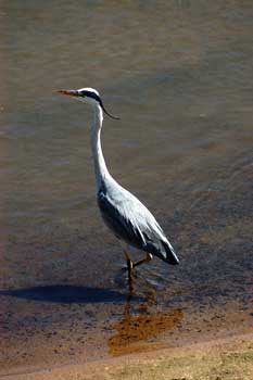 Grulla, Safari fotográfico en el Parque Kruger. Foto: Toni Nogales