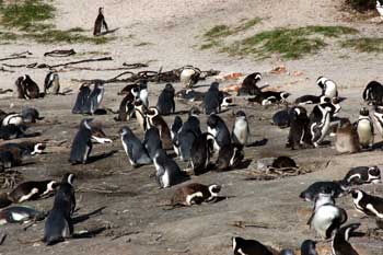 Pingüinos, Boulders, Capetown Foto: Toni Nogales