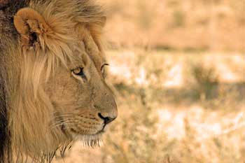 Jirafa, viajes a Sudafrica. Foto: Toni Nogales