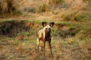 Elefante, Safari fotográfico en el Parque Kruger. Foto: Toni Nogales