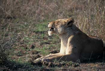 Leona, Safari fotográfico en el Parque Kruger. Foto: Toni Nogales