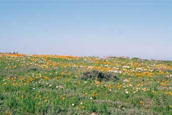Flores en Sudafrica, viaje a Namaqualand, Foto: Toni Nogales