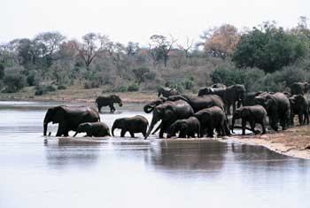 Manada de elefantes, Parque Kruger, Sudafrica. Foto: Toni Nogales