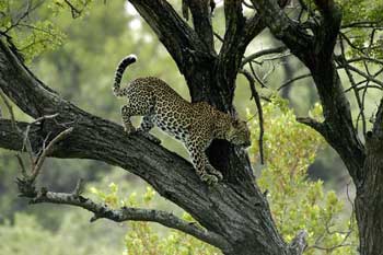 Leopardo, Safari Fotográfico en el Parque Kruger. Foto: Toni Nogales