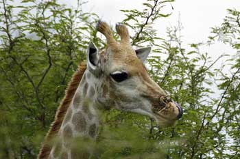 Jirafa, viajes a Sudafrica. Foto: Toni Nogales