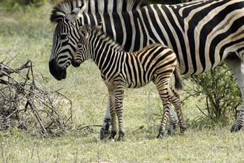 cebra con cría, Parque Kruger, Sudáfrica Foto: Toni Nogales