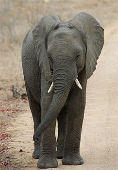 cría de elefante, Parque Kruger, Sudáfrica Foto: Toni Nogales