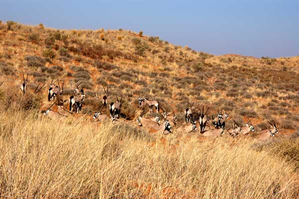 Manada de oryx, Kalahari, Sudáfrica Foto: Toni Nogales