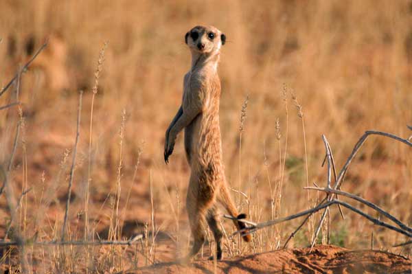 Suricato, Kalahari, Safari fotofráfico en Sudafrica. Foto: Toni Nogales