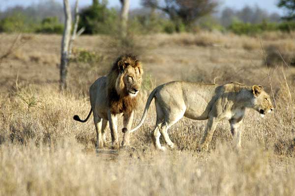 Pareja de leones, Parque Kruger, Sudafrica. Foto: Toni Nogales