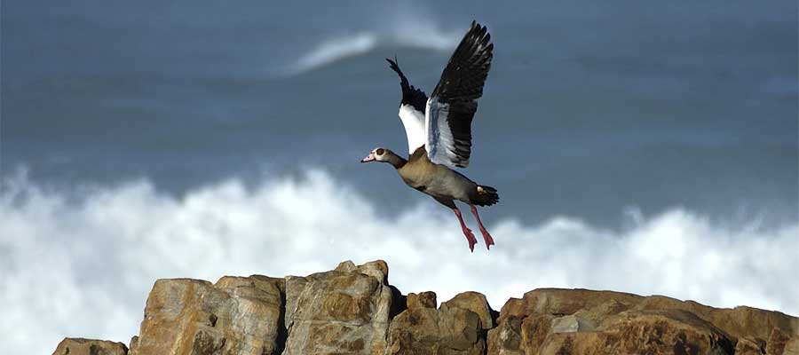 pingüinos en la playa de Boulders, Sudáfrica. Foto: Toni Nogales