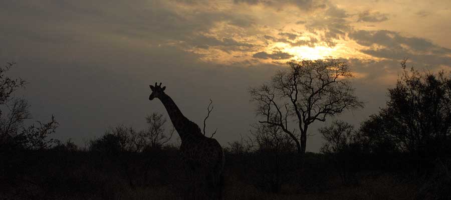 Atardecer africano