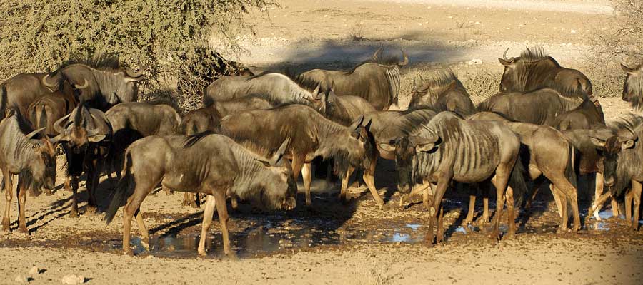 Sobrevolando el McKinley, Alaska. Foto: Toni Nogales