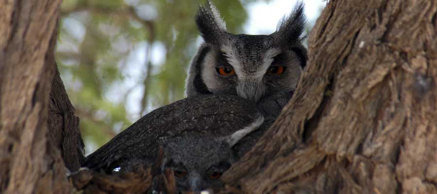 Kgalagadi Transfrontier Park, Sudáfrica. Foto: Toni Nogales